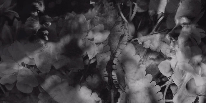 Wear Your Wounds βShrinking Violetβ