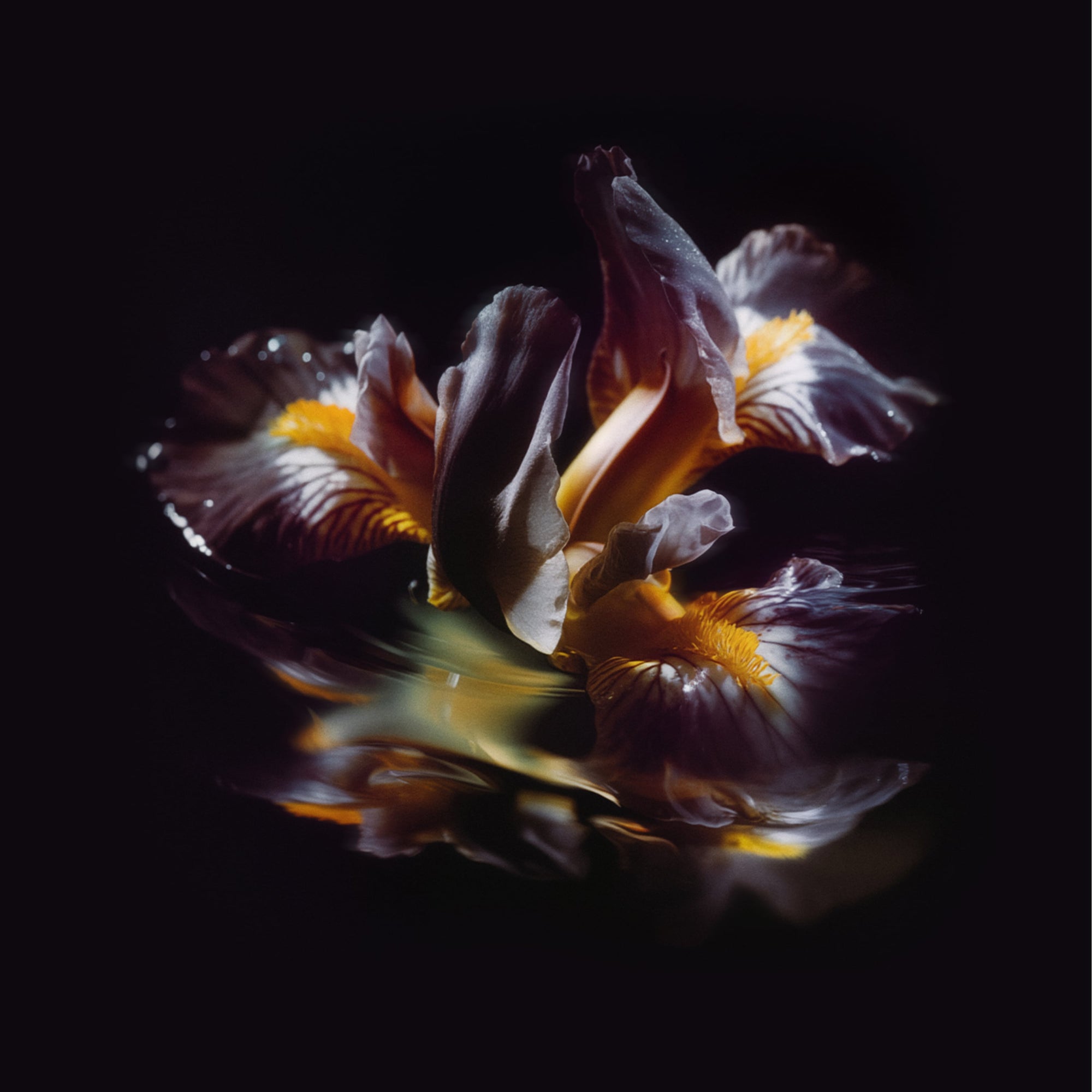 Raein "Forme Sommerse"