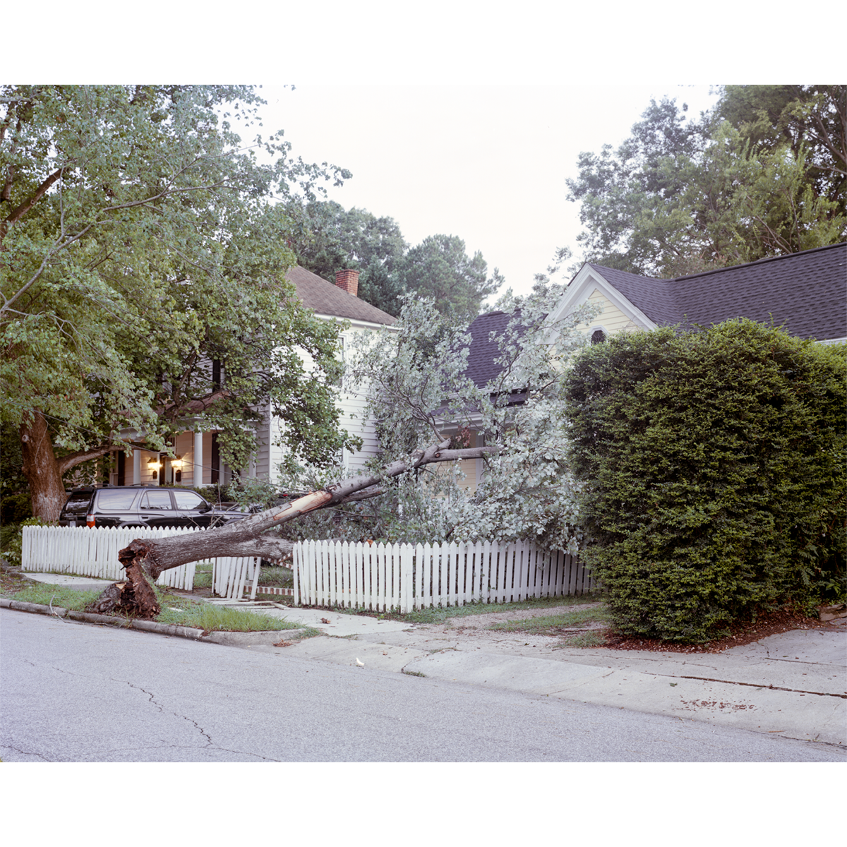 Reid Haithcock "Continual Disaster: Tree Gives In" Giclee Print