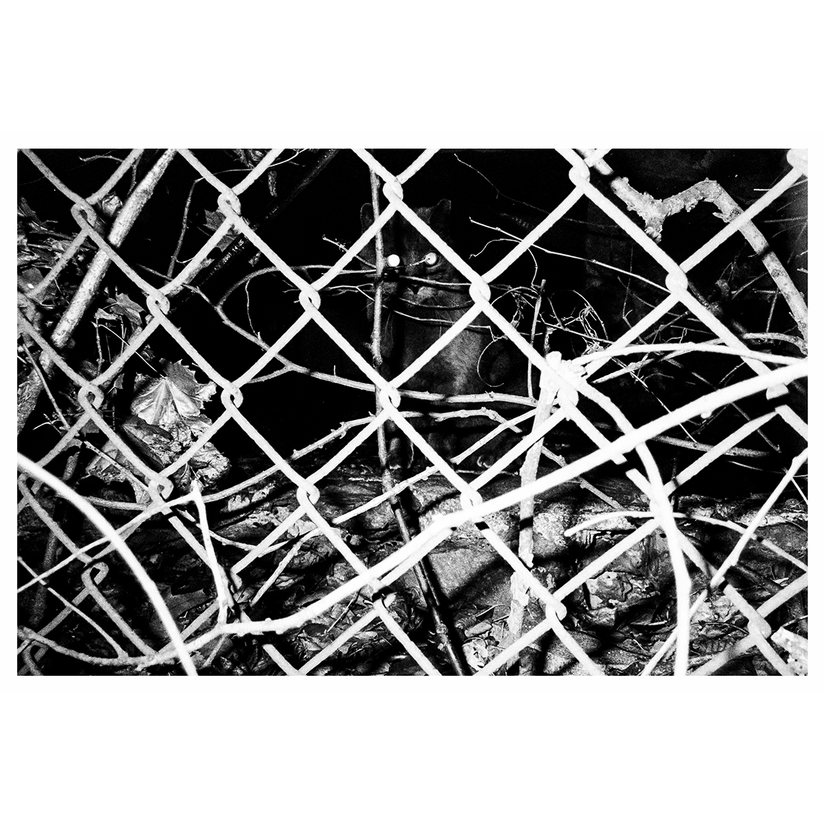 Reid Haithcock "Winter Series: Cat" Giclee Print