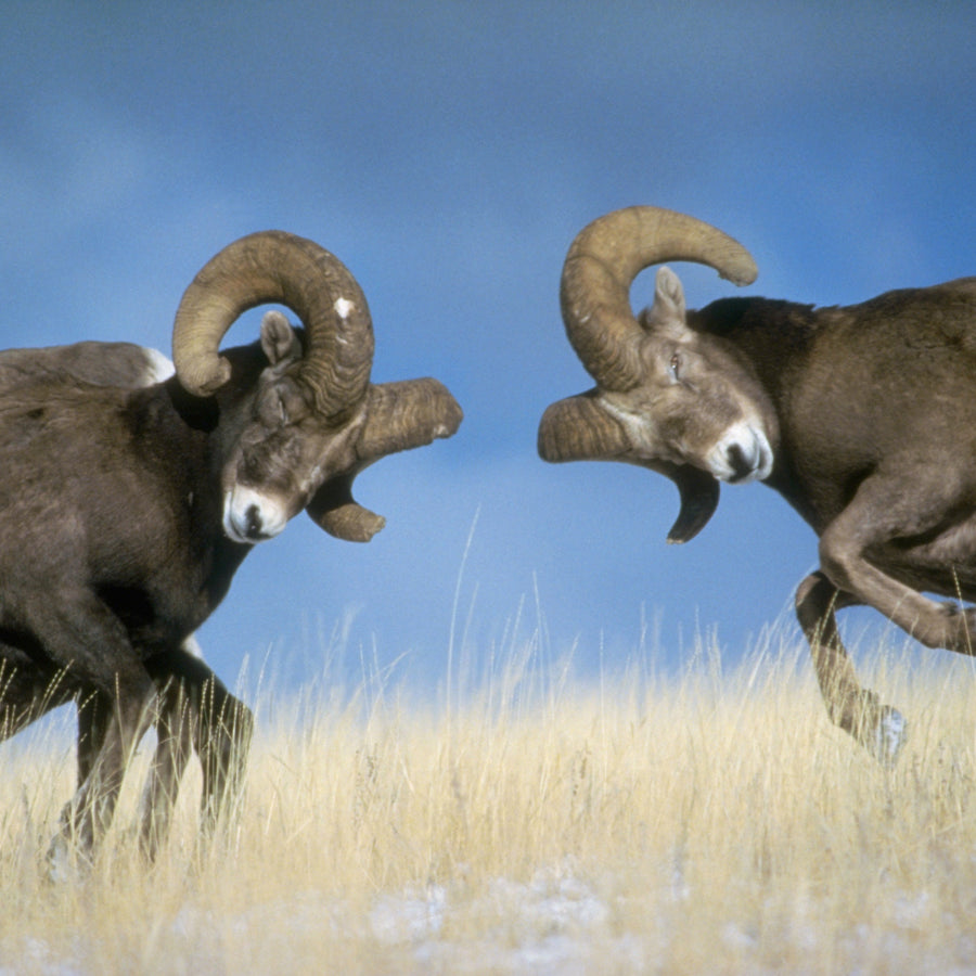 Zeus! "Motomonotono"