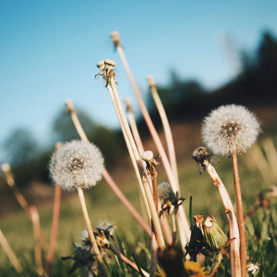 The Record Play "Second Year"