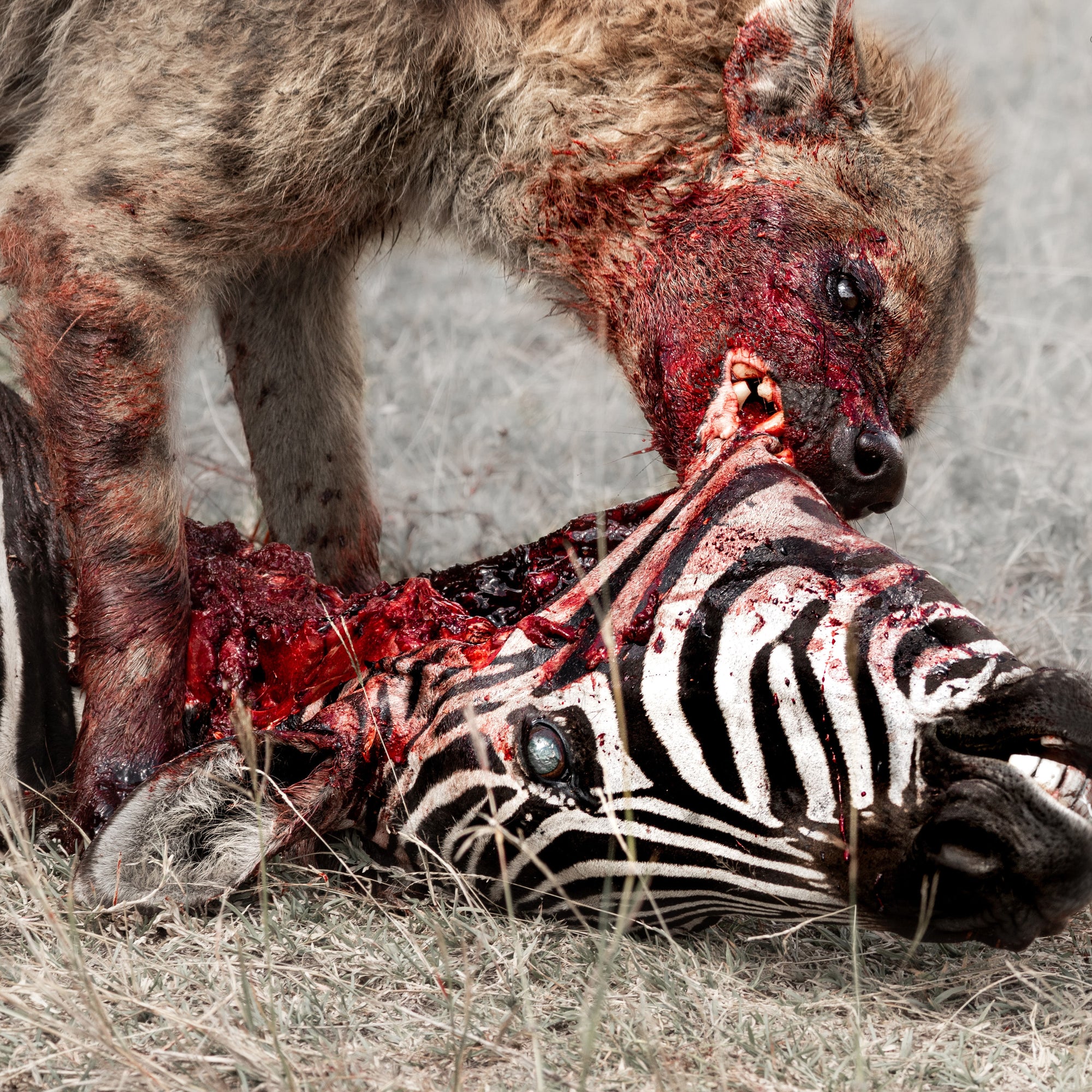 God Is War "Predation Perfected"