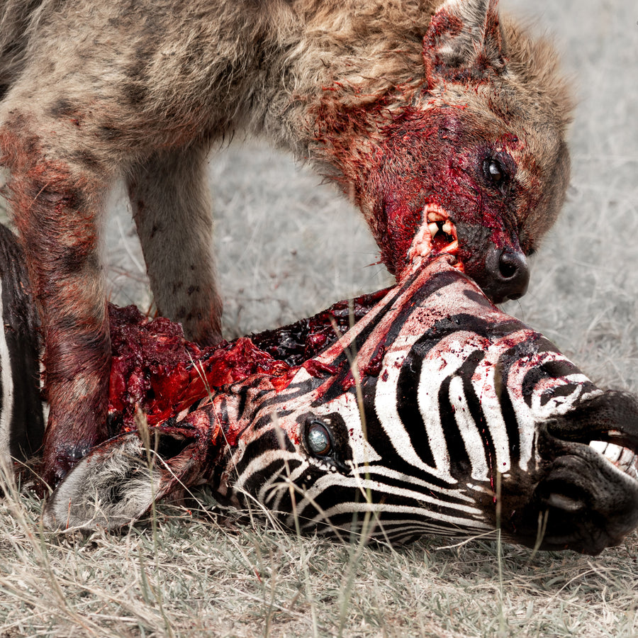 God Is War "Predation Perfected"