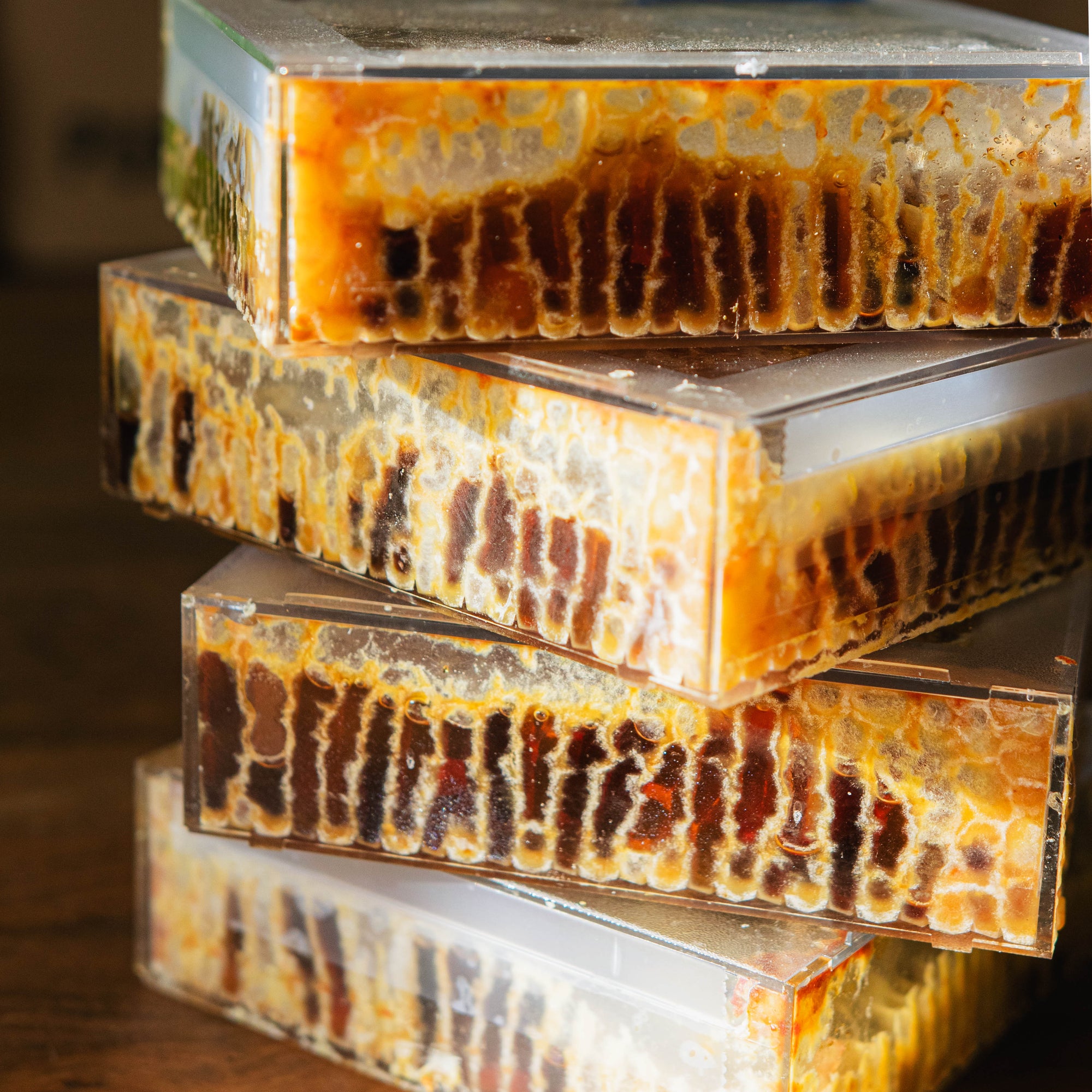 The Martin Hives Honey Co. "Connecticut Honey Comb"