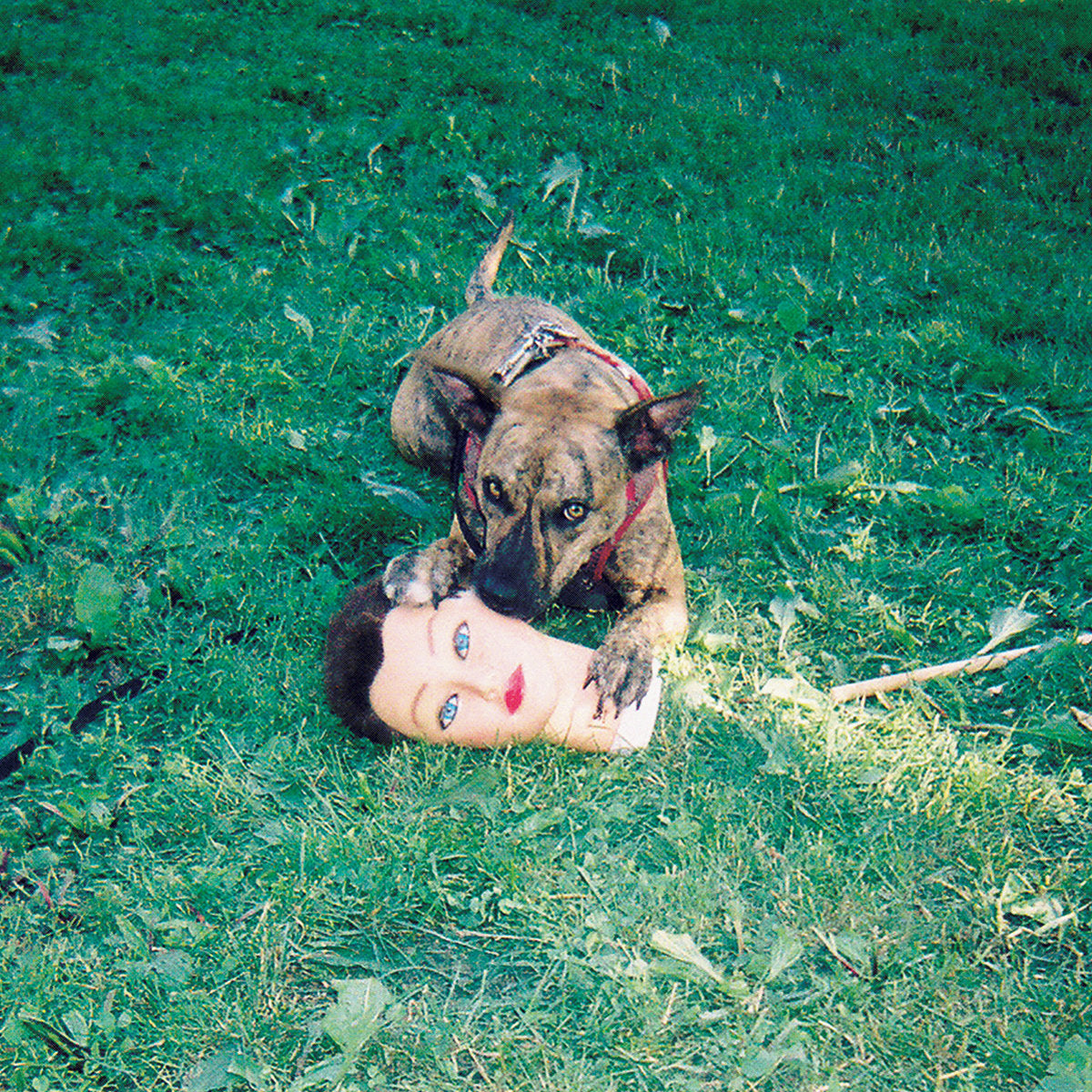 Joyce Manor "Cody"
