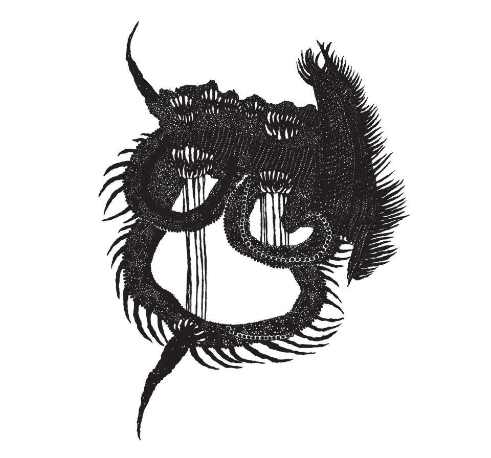 Stomach Earth "Self Titled"