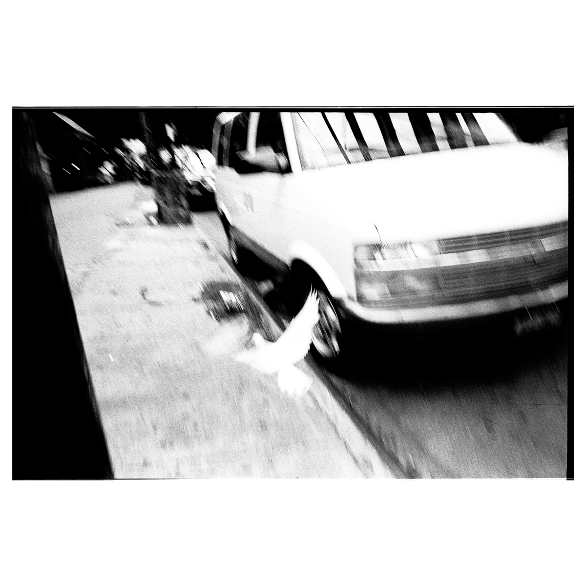 Reid Haithcock "Brooklyn Dove" Giclee Print